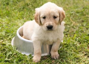 Hundewelpen